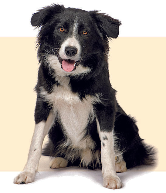 Border Collie looking at camera