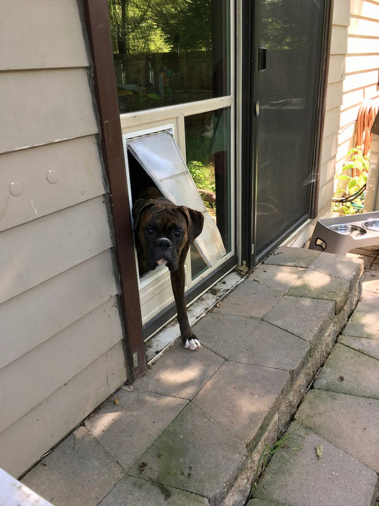 Pet Door Guys In The Glass Pet Door