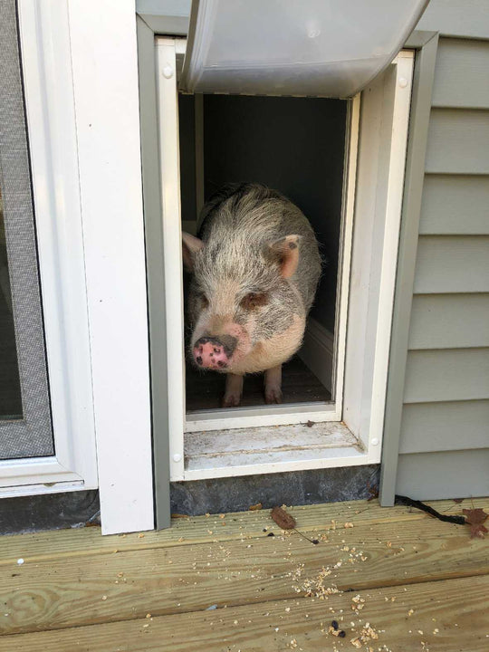 Endura Flap Original Dog Doors for Walls